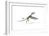 Dorygnathus Flying Dinosaur-null-Framed Art Print