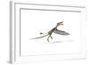 Dorygnathus Flying Dinosaur-null-Framed Art Print