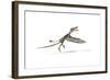 Dorygnathus Flying Dinosaur-null-Framed Art Print