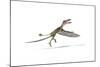 Dorygnathus Flying Dinosaur-null-Mounted Art Print