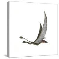 Dorygnathus Flying Dinosaur-null-Stretched Canvas