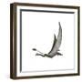 Dorygnathus Flying Dinosaur-null-Framed Premium Giclee Print