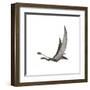 Dorygnathus Flying Dinosaur-null-Framed Art Print