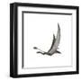 Dorygnathus Flying Dinosaur-null-Framed Art Print