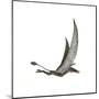 Dorygnathus Flying Dinosaur-null-Mounted Art Print