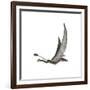 Dorygnathus Flying Dinosaur-null-Framed Art Print
