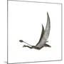 Dorygnathus Flying Dinosaur-null-Mounted Art Print