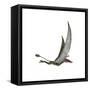 Dorygnathus Flying Dinosaur-null-Framed Stretched Canvas