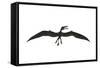 Dorygnathus Was a Pterosaur That Lived Iduring the Jurassic Period-null-Framed Stretched Canvas