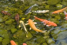 Koi Pond-dosecreative-Photographic Print