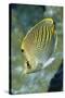 Dot & Dash Butterflyfish-Hal Beral-Stretched Canvas