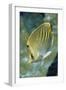 Dot & Dash Butterflyfish-Hal Beral-Framed Premium Photographic Print