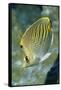 Dot & Dash Butterflyfish-Hal Beral-Framed Stretched Canvas