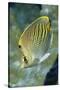 Dot & Dash Butterflyfish-Hal Beral-Stretched Canvas
