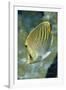 Dot & Dash Butterflyfish-Hal Beral-Framed Photographic Print