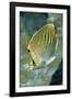 Dot & Dash Butterflyfish-Hal Beral-Framed Photographic Print