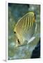 Dot & Dash Butterflyfish-Hal Beral-Framed Photographic Print