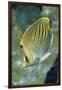 Dot & Dash Butterflyfish-Hal Beral-Framed Photographic Print