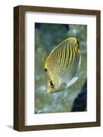 Dot & Dash Butterflyfish-Hal Beral-Framed Photographic Print