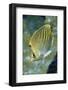 Dot & Dash Butterflyfish-Hal Beral-Framed Photographic Print