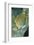 Dot & Dash Butterflyfish-Hal Beral-Framed Photographic Print