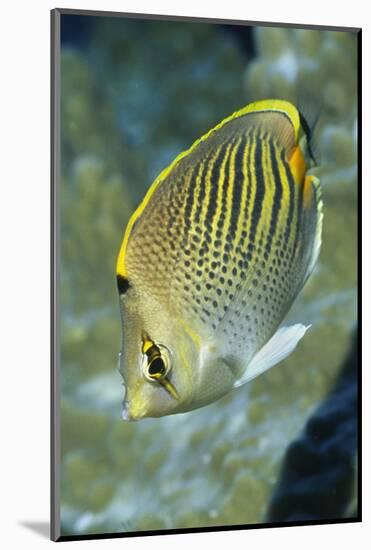 Dot & Dash Butterflyfish-Hal Beral-Mounted Photographic Print