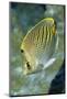 Dot & Dash Butterflyfish-Hal Beral-Mounted Photographic Print