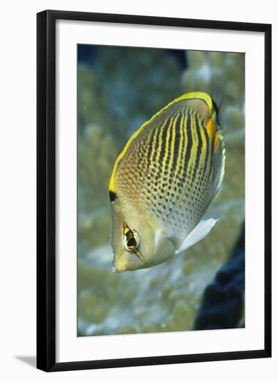 Dot & Dash Butterflyfish-Hal Beral-Framed Photographic Print