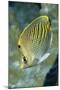 Dot & Dash Butterflyfish-Hal Beral-Mounted Photographic Print