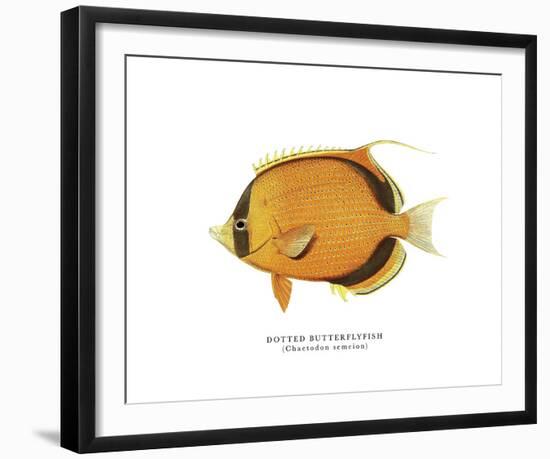 Dotted Butterflyfish-The Drammis Collection-Framed Giclee Print