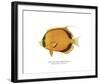 Dotted Butterflyfish-The Drammis Collection-Framed Giclee Print