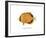 Dotted Butterflyfish-The Drammis Collection-Framed Giclee Print