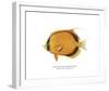 Dotted Butterflyfish-The Drammis Collection-Framed Giclee Print