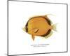 Dotted Butterflyfish-The Drammis Collection-Mounted Giclee Print