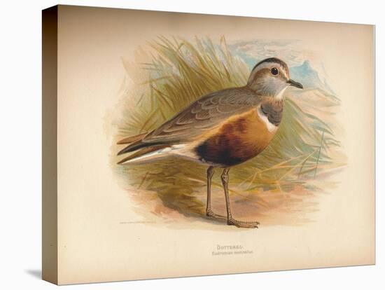 Dotterel (Eudromias morinellus), 1900, (1900)-Charles Whymper-Stretched Canvas