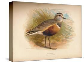 Dotterel (Eudromias morinellus), 1900, (1900)-Charles Whymper-Stretched Canvas