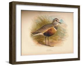 Dotterel (Eudromias morinellus), 1900, (1900)-Charles Whymper-Framed Giclee Print