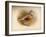 Dotterel (Eudromias morinellus), 1900, (1900)-Charles Whymper-Framed Giclee Print