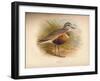 Dotterel (Eudromias morinellus), 1900, (1900)-Charles Whymper-Framed Giclee Print