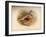 Dotterel (Eudromias morinellus), 1900, (1900)-Charles Whymper-Framed Giclee Print