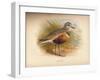 Dotterel (Eudromias morinellus), 1900, (1900)-Charles Whymper-Framed Giclee Print