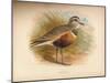 Dotterel (Eudromias morinellus), 1900, (1900)-Charles Whymper-Mounted Giclee Print