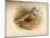 Dotterel (Eudromias morinellus), 1900, (1900)-Charles Whymper-Mounted Giclee Print