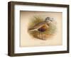 Dotterel (Eudromias morinellus), 1900, (1900)-Charles Whymper-Framed Giclee Print