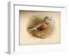 Dotterel (Eudromias morinellus), 1900, (1900)-Charles Whymper-Framed Giclee Print