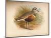 Dotterel (Eudromias morinellus), 1900, (1900)-Charles Whymper-Mounted Giclee Print