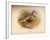 Dotterel (Eudromias morinellus), 1900, (1900)-Charles Whymper-Framed Giclee Print