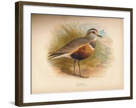 Dotterel (Eudromias morinellus), 1900, (1900)-Charles Whymper-Framed Giclee Print