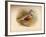 Dotterel (Eudromias morinellus), 1900, (1900)-Charles Whymper-Framed Giclee Print