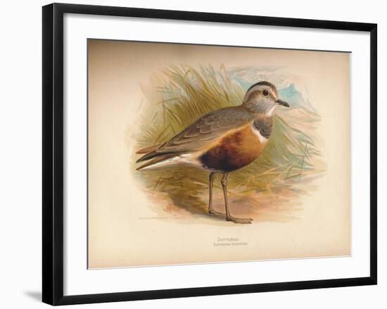 Dotterel (Eudromias morinellus), 1900, (1900)-Charles Whymper-Framed Giclee Print